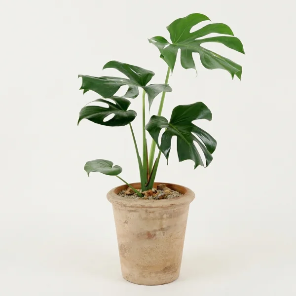 Elegant Monstera Charm