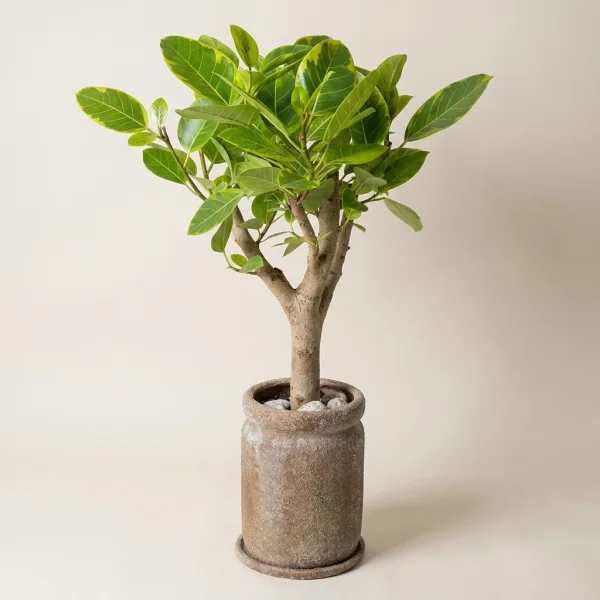 Eternal Fig Elegance