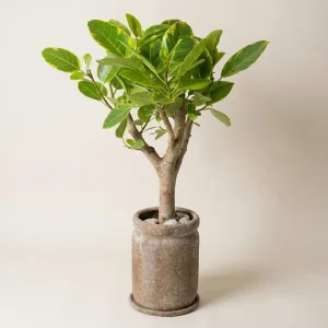 Eternal Fig Elegance