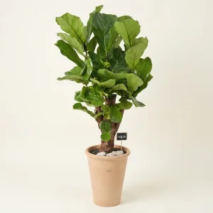 Fiddle Leaf Elegance
