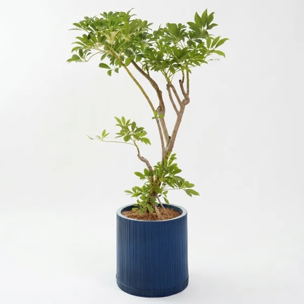 Tropical Elegance Planter