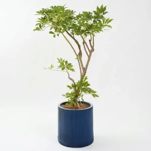 Tropical Elegance Planter