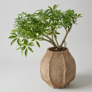 Elegant Hong Kong Palm