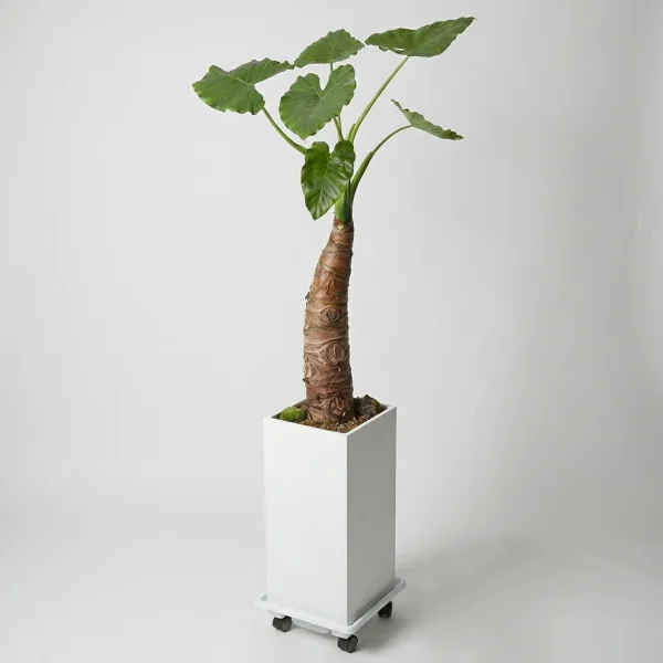Elegant Alocasia Delight