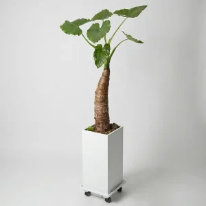 Elegant Alocasia Delight