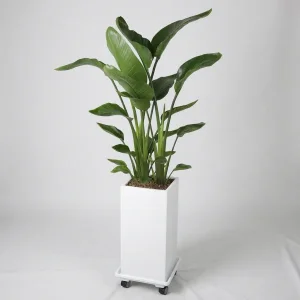 Elegant Green Embrace