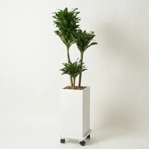 Compact Elegance Plant