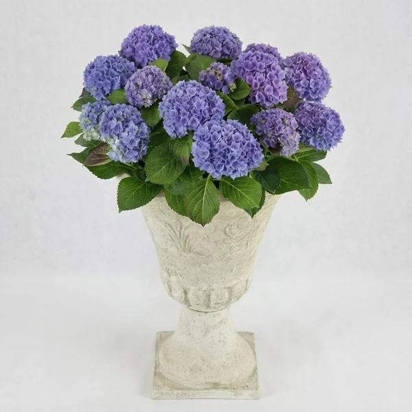 Antique Violet Hydrangea