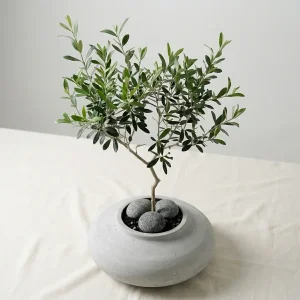 Minimalist Olive Elegance