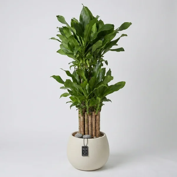 Golden Bamboo Elegance