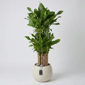 Golden Bamboo Elegance