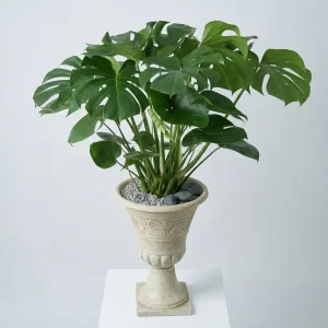 Elegant Monstera Delight